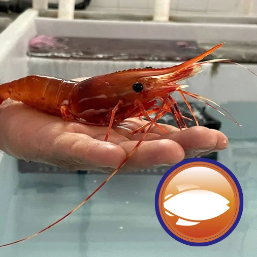 producto- alimento para camarones y peces queretaro